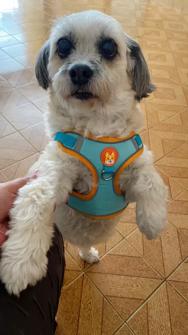 SH78 -Coleira Peitoral para Cachorro e Gato - Imagem 4