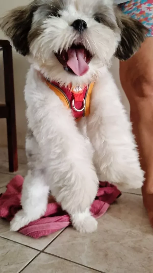 SH78 -Coleira Peitoral para Cachorro e Gato - Imagem 2